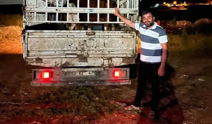 Haliliye’de Kaybolan Hayvanlar Jandarma Tarafından Bulundu