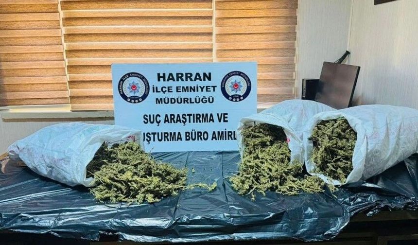 Şanlıurfa Harran’da Narkotik Operasyonu