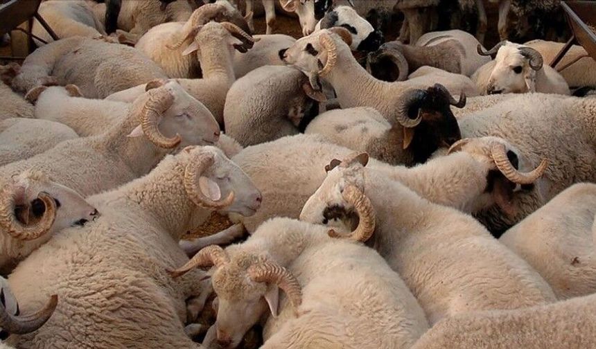 Şanlıurfa’da Kurbanlık Tepkisi: “Bu Şartlarda Çok Zor”