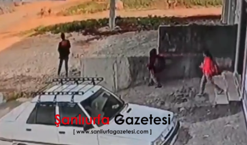 Şanlıurfa Viranşehir’de Başıboş Köpek Paniği