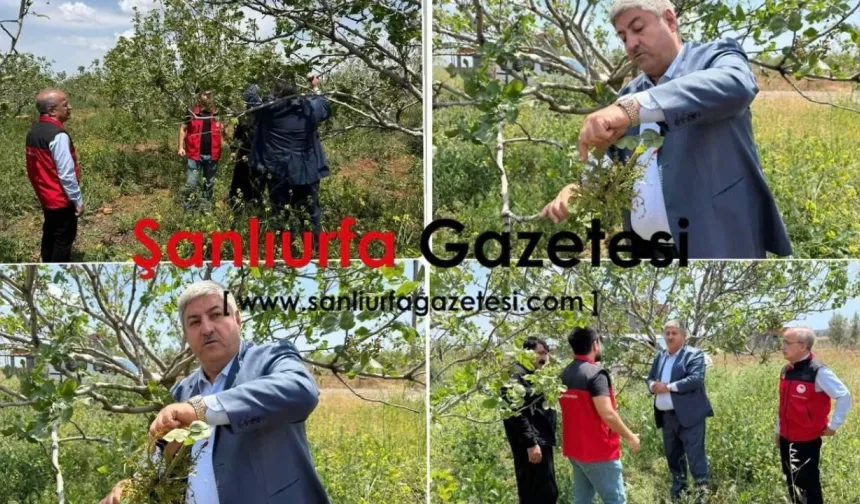 Haliliye’de Tarım Arazilerinde Hasar Tespit Çalışması