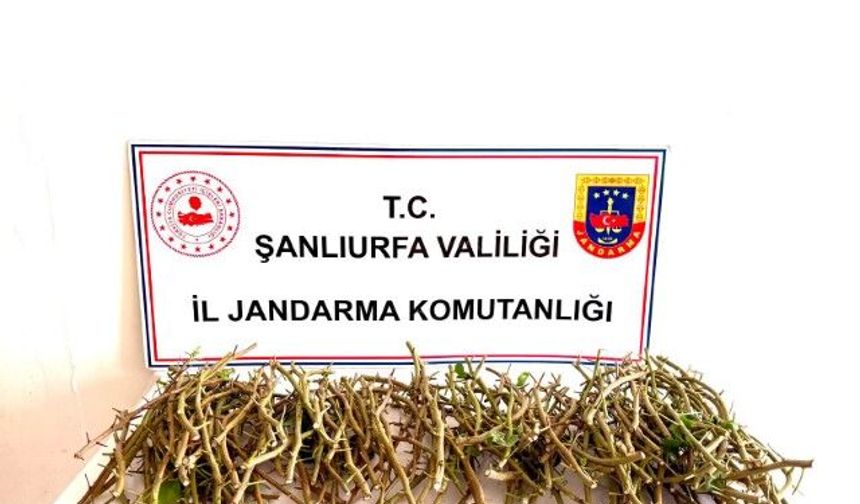 Şanlıurfa’da 3 Kişi Fıstık Hırsızlığında Suçüstü Yakalandı!