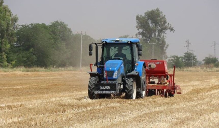 Şanlıurfa’da Çiftçiye Büyük Destek! Anıza Ekim Çalışmaları Genişletildi