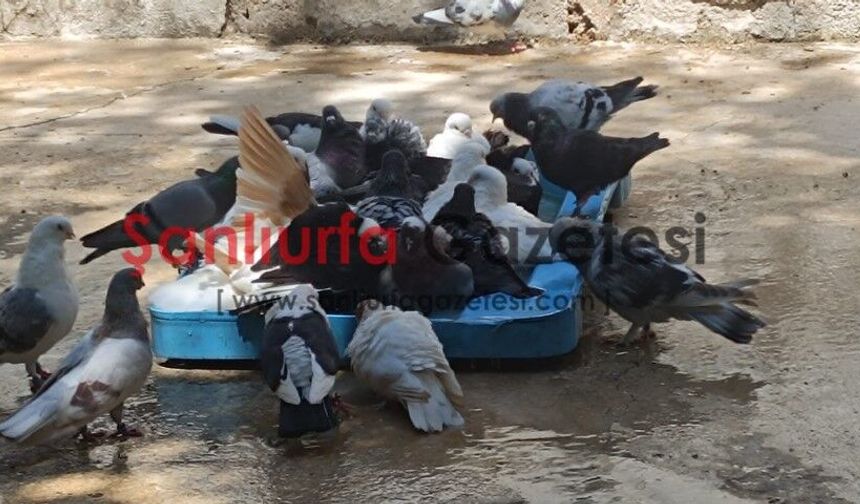 Şanlıurfa’da Yaz Sıcağı Etkisini Artırdı: Termometreler Zirvede