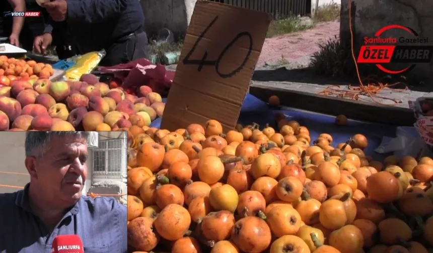 Şanlıurfa'da Malta Eriği Sezonu Başladı! Kilosu Ne Kadar Oldu?