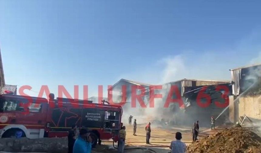 Şanlıurfa'da Besi Tesisinde Korkutan Yangın!