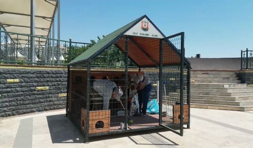 Şanlıurfa'da Kedi Evlerinin Sayısı Artıyor
