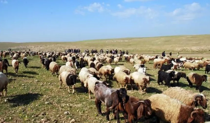 Hayvancılıkta yeni dönem: Büyükbaş hayvanlara dijital kimlik