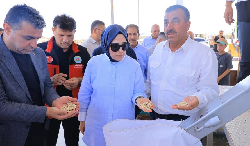 Bozova’da Sezonun İlk Fıstık Hasadı Gerçekleştirildi
