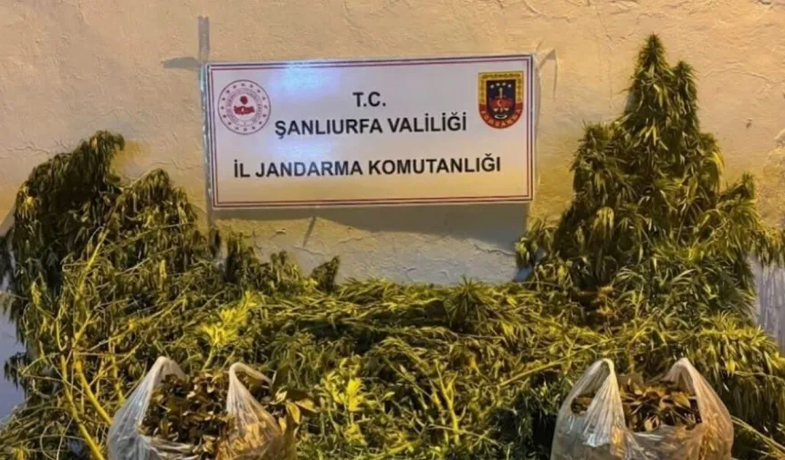Eyyübiye’de Jandarmadan Uyuşturucu Operasyonu: 1 Şüpheli Gözaltında