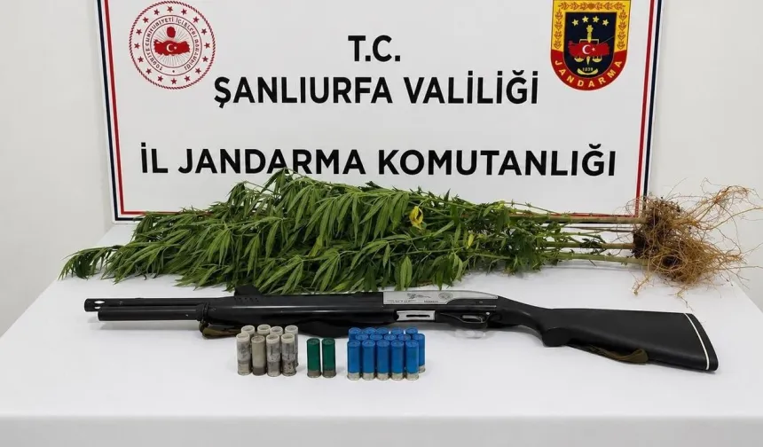 Halfeti’de Jandarmadan Kenevir Operasyonu: 3 Kök Kenevir Ele Geçirildi