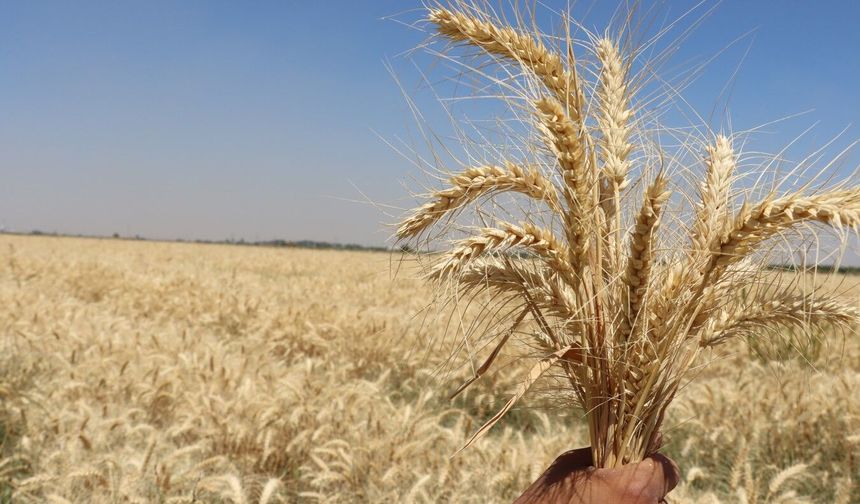 Şanlıurfa Zahireciler Pazarı’nda Güncel Fiyatlar Açıklandı
