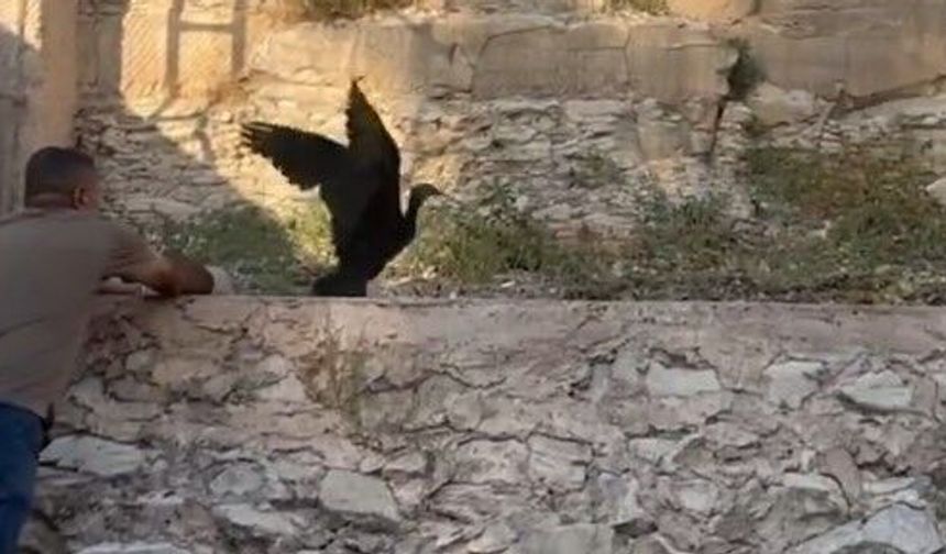 Şanlıurfa’da Kelaynaklar İçin Koruma Çalışmaları Sürüyor