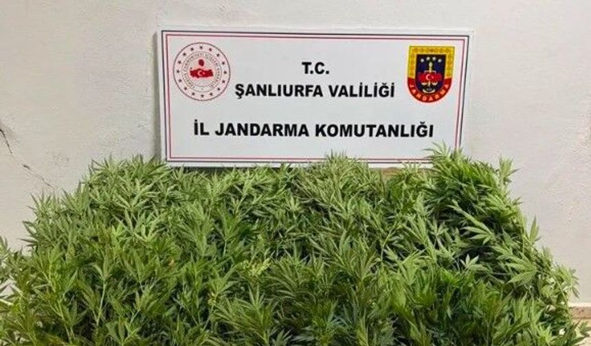 Şanlıurfa’da Yasa Dışı Kenevir Operasyonu: 2 Gözaltı