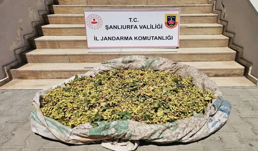 Şanlıurfa’da Fıstık Bahçesinde Yakalandılar: Üzerlerinden 380 Kilo Çıktı