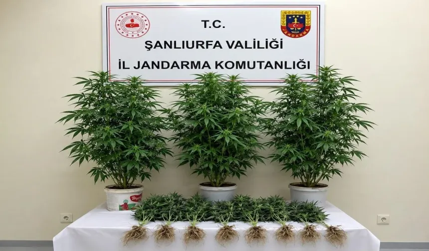 Şanlıurfa’da Yasa Dışı Kenevir Operasyonu: 13 Kök Ele Geçirildi
