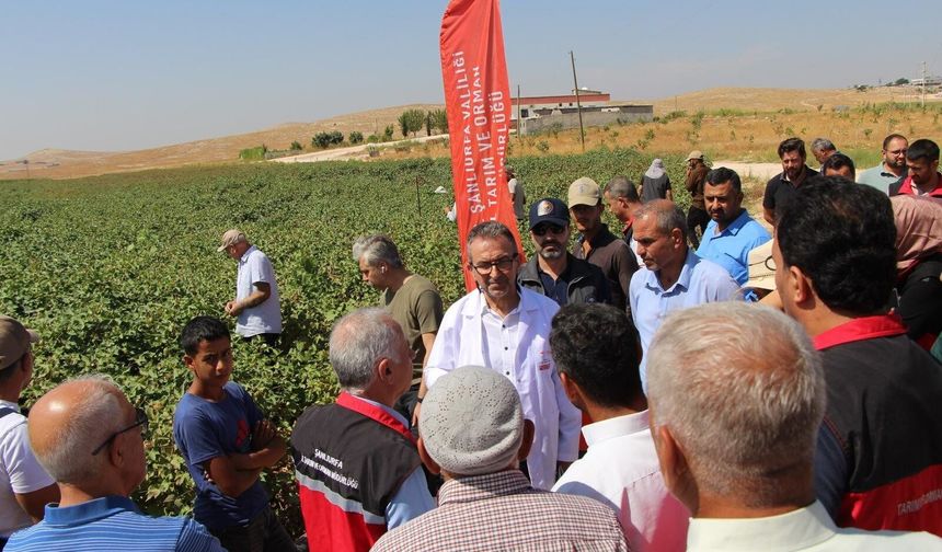 Şanlıurfa’da pamuk üreticilerine yönelik tarla okulu düzenlendi