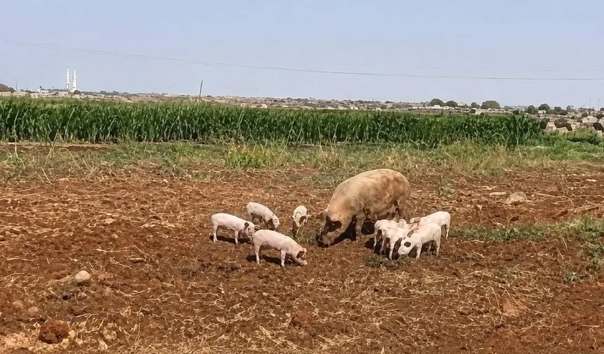 Şanlıurfa'da  Tarım Arazilerinde Domuz Ve Yavruları Görüldü