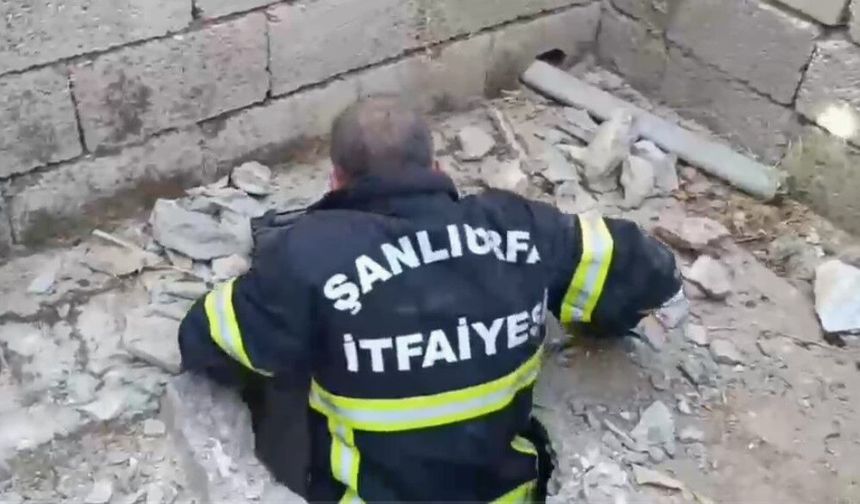 Şanlıurfa’da Foseptik Çukuruna Düşen Kedi Kurtarıldı