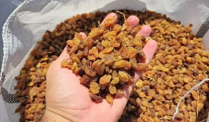 TMO 2026 Kuru Üzüm Fiyatlarını Açıkladı! İşte Kilogram Başına Verilecek Rakam