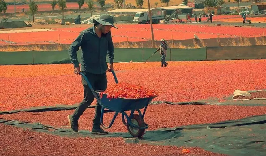 Şanlıurfa’da Tescilli Biber İsota Dönüşüyor