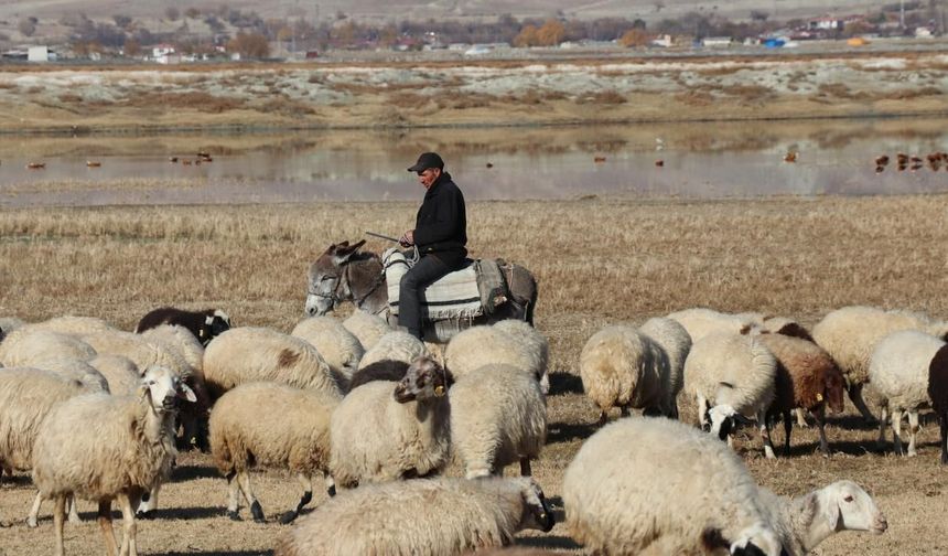 Şanlıurfa'da TİGEM’den Sığır Bakımı için çoban alacak