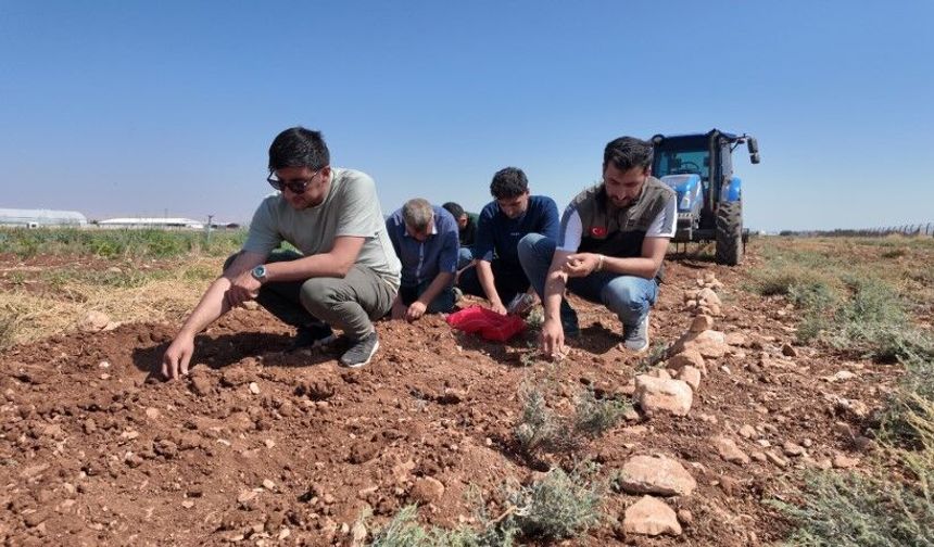 Şanlıurfa’da Yüzyıllar Önce Yetiştiriliyordu! Safran Yeniden Toprakla Buluştu