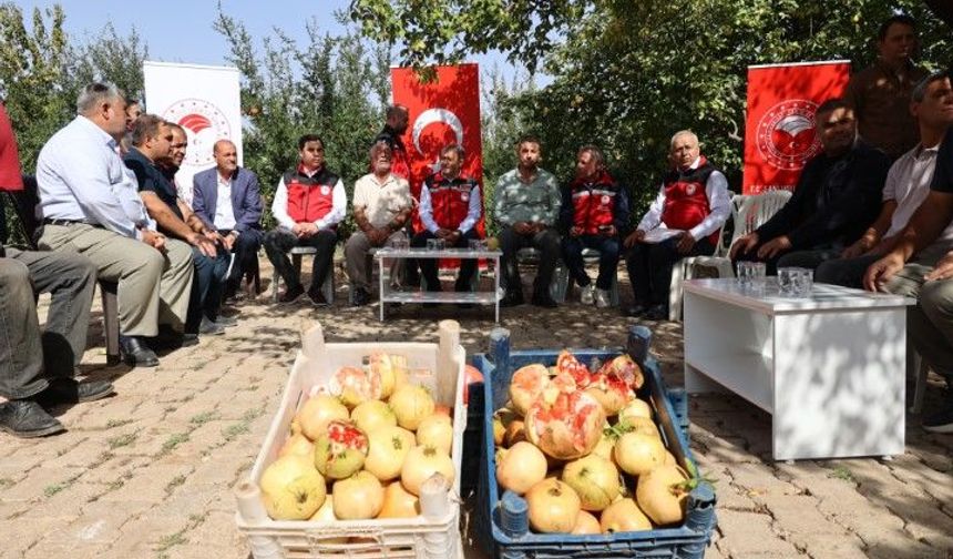 Şanlıurfa’da 2026 Yılı Nar Üretimi İçin 10 Bin Ton Beklentisi