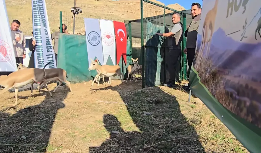 Şanlıurfa’da Yetiştirilen 50 Ceylan Batman’da Doğaya Salındı