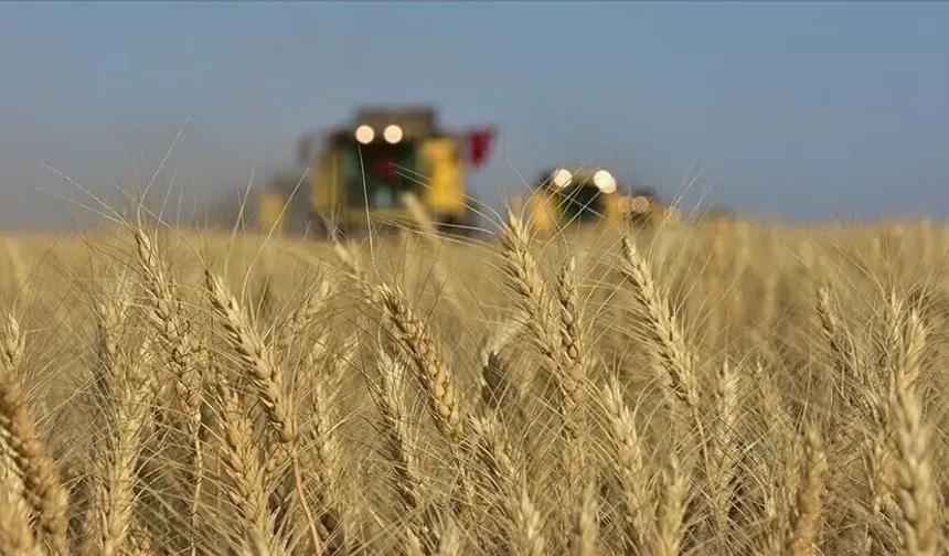 Şanlıurfa’da Buğday, Arpa Ve Mısır Fiyatlarında Son Durum Belli Oldu
