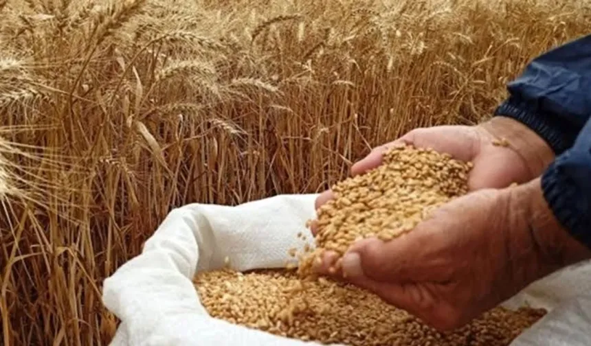 Ceylanpınar Tarım İşletmesi 15 Bin Tonun Üzerinde Buğday Satacak