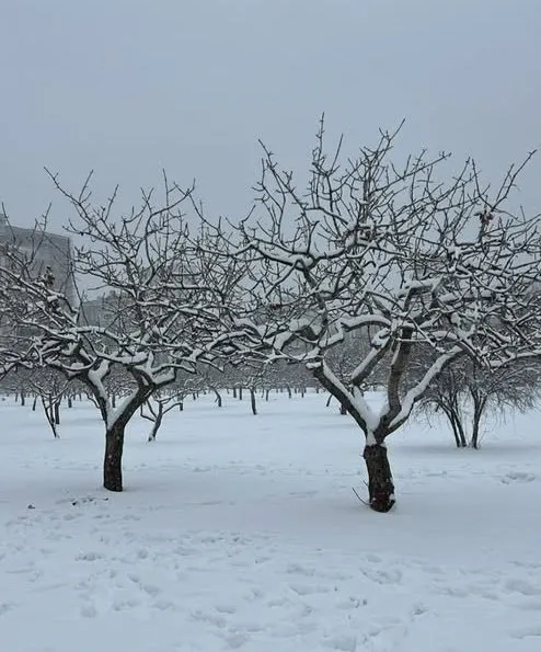 0X0 Kar Yagisi Sanliurfadaki Tarim Arazilerine Sifa Getirdi 1769327069665