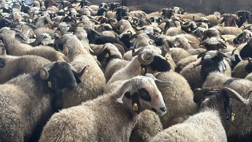 Eyyubiye Koc Dagitimi 1 Small