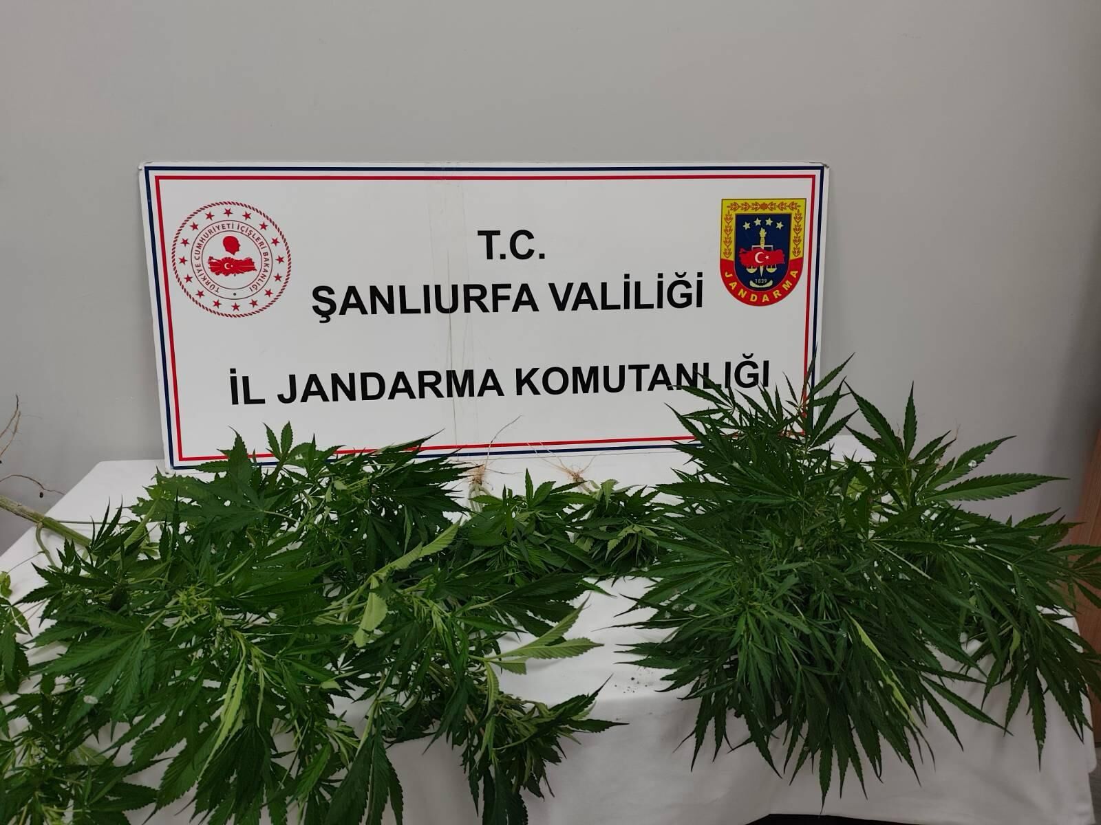 Şanlıurfa Hilvan Ve Halfeti’de Kenevir Operasyonu: 20 Kök Ele Geçirildi