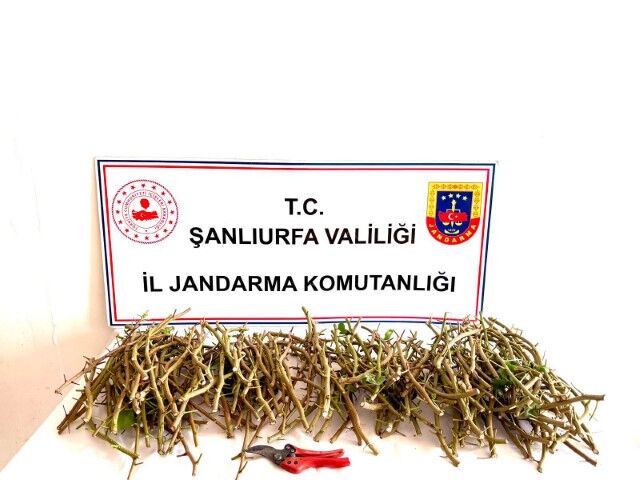 Şanlıurfa’da 3 Kişi Fıstık Hırsızlığında Suçüstü Yakalandı!