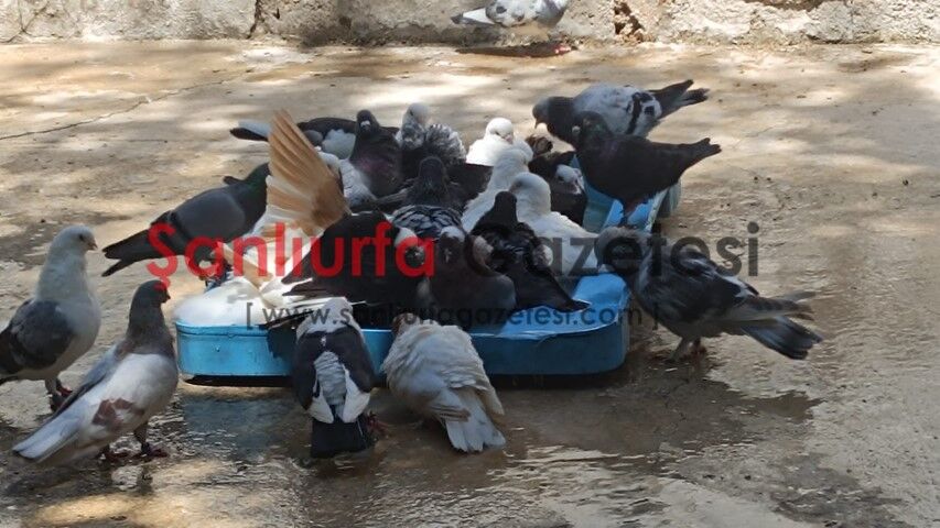 Şanlıurfa’da Yaz Sıcağı Etkisini Artırdı: Termometreler Zirvede