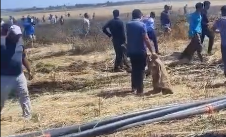 Şanlıurfa’da Tarım Arazisinde Korkutan Yangın