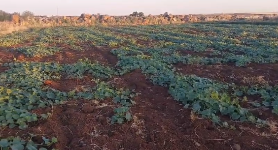 Şanlıurfa’nın Coğrafi İşaretli Lezzeti Şelengoda Hasat Başladı