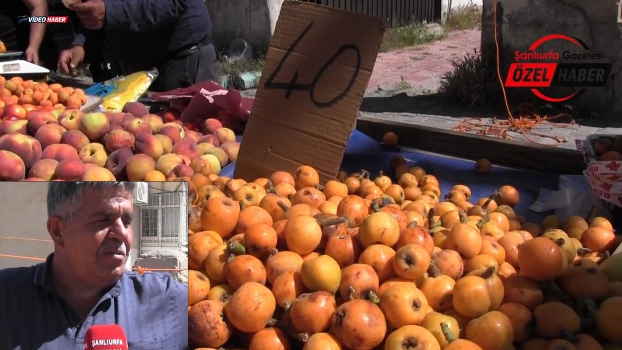 Şanlıurfa'da Malta Eriği Sezonu Başladı! Kilosu Ne Kadar Oldu?
