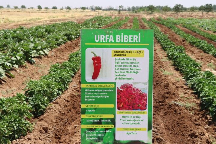 Şanlıurfa Büyükşehir Belediyesi 470 aileye ücretsiz ata tohumu dağıttı