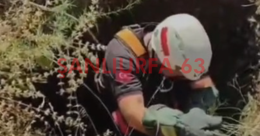 Şanlıurfa'da Nefes Kesen Kurtarma! Koyun Kuyudan Sağ Çıkarıldı!