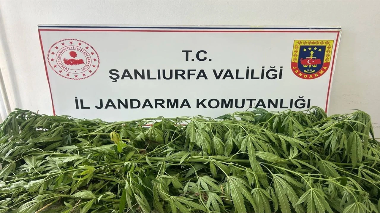 Suruç'ta Uyuşturucu Operasyonu! Evinden Kenevir Fışkırdı
