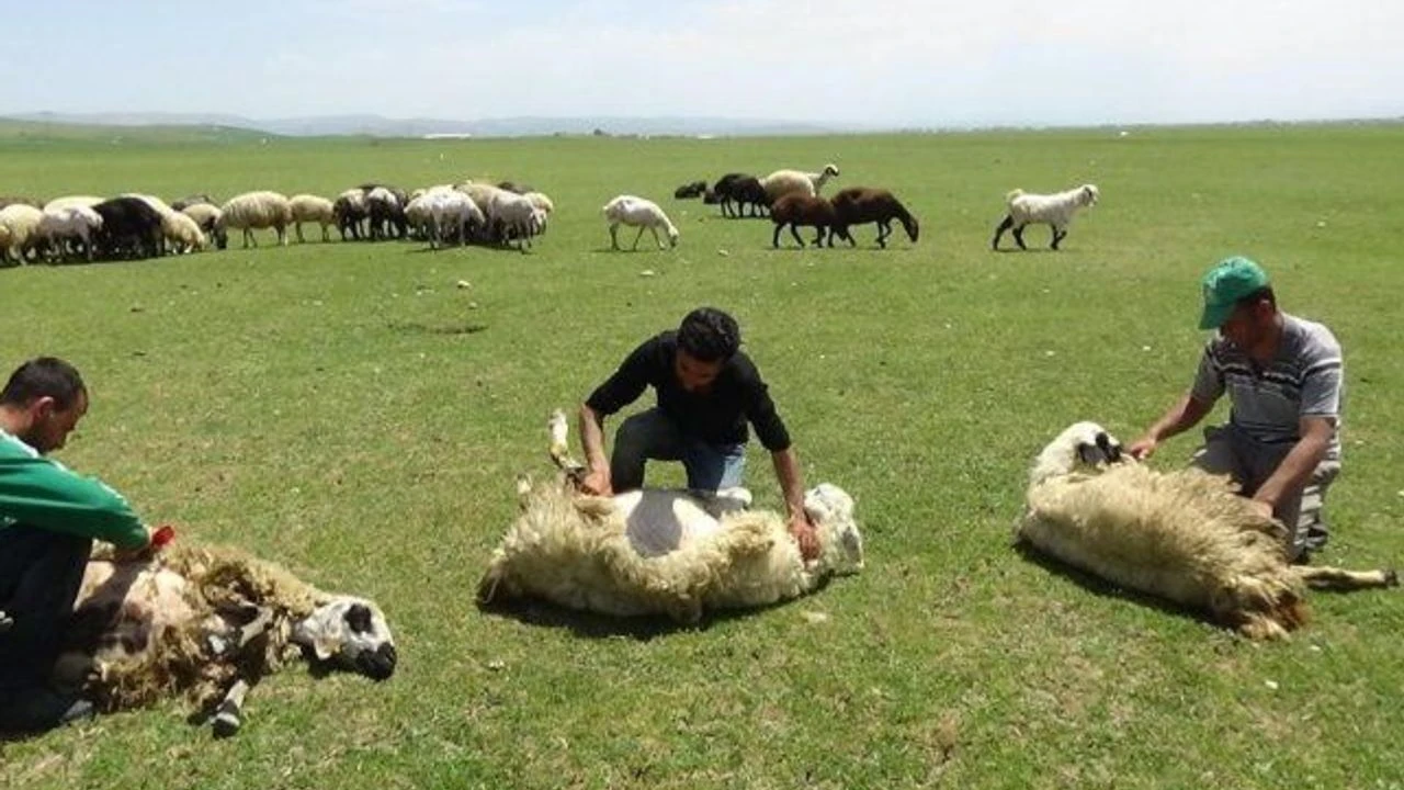Bakan Yumaklı Duyurdu: Küçükbaş Hayvan Teslimatları Devam Ediyor