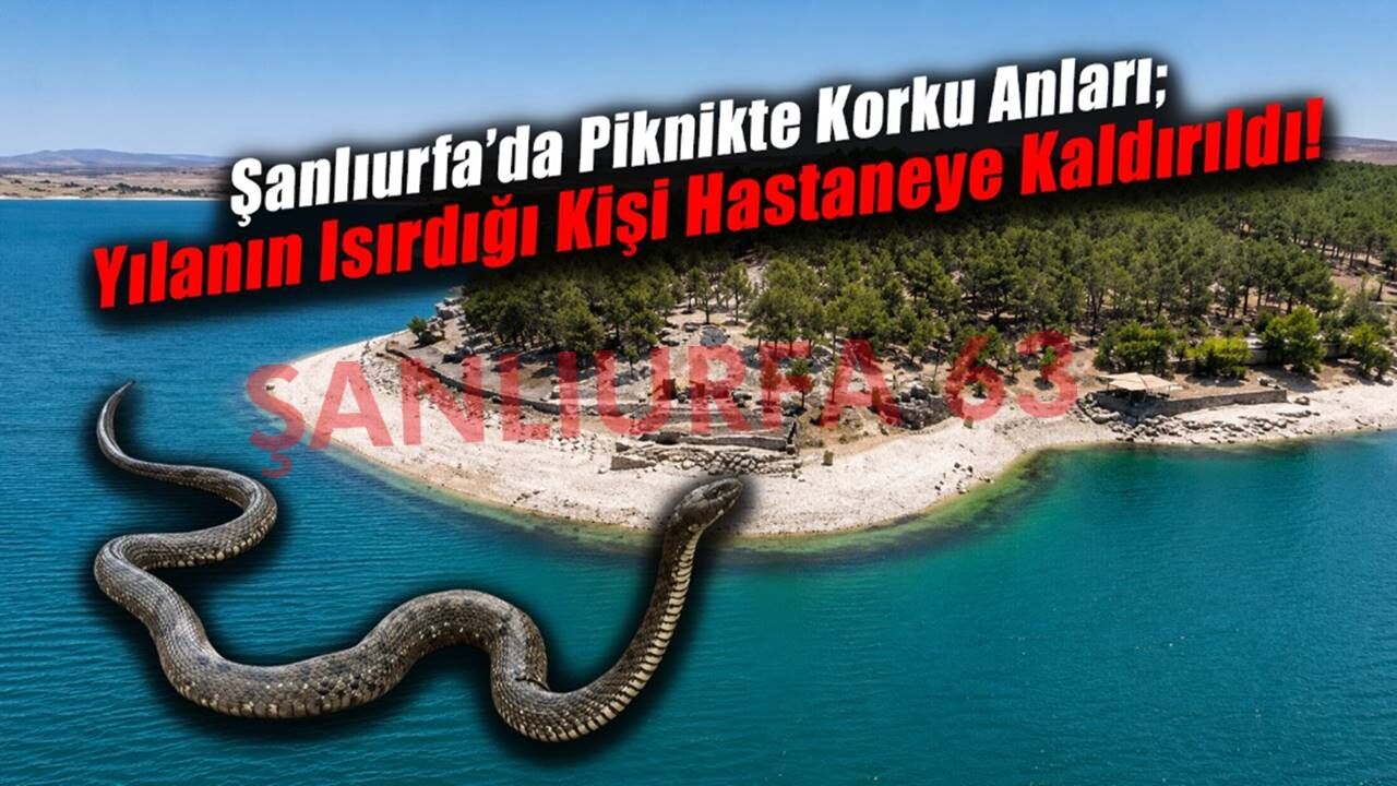 Şanlıurfa'da Piknik Alanında Yılan Paniği: Bir Kişi Hastanelik Oldu