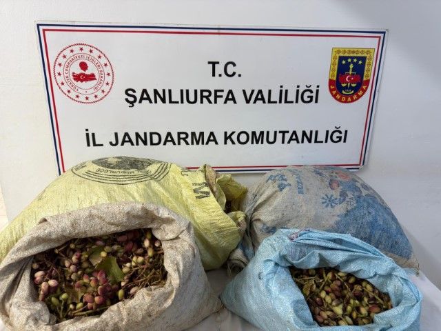 Şanlıurfa’da Ti̇gem’in Fıstık Bahçesinde 4 Kişi Suçüstü Yakalandı (2)