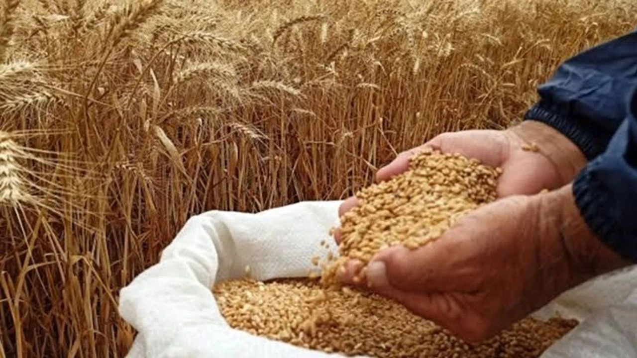 Ceylanpınar Tarım İşletmesi 15 Bin Tonun Üzerinde Buğday Satacak